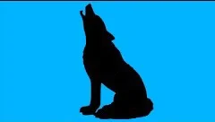 Perfil Lobo